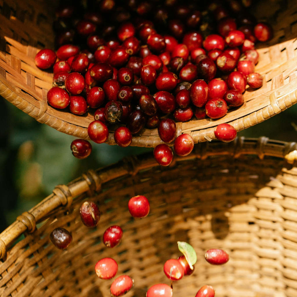 Image of red coffee beans being poured from a basket