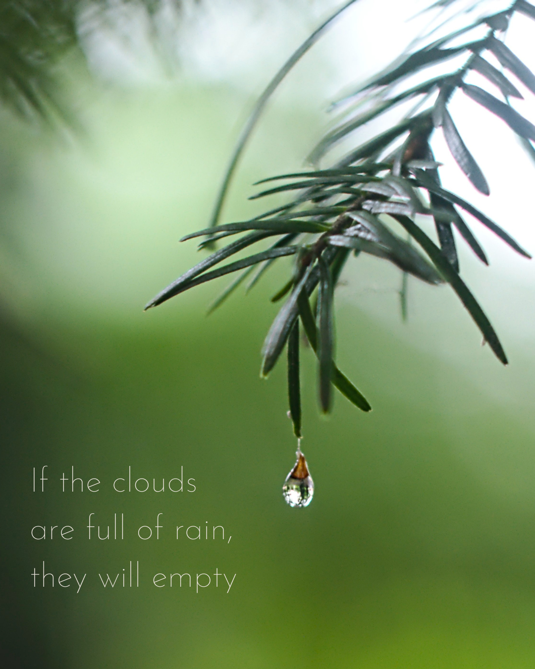 A rain drop on the end of a pine branch that looks like a tear and the words "if the clouds are full of rain, they will empty"